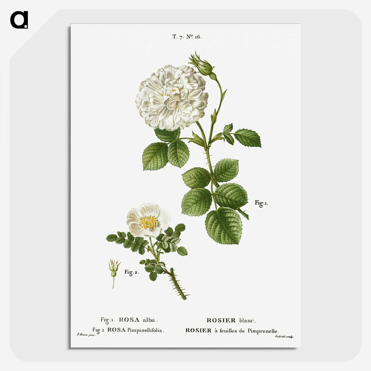 2-85_Treatise-on-Trees-and-Shrubs_picture-crop