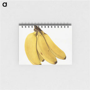2-85_USDA-Watercolor-Fruit-Painting-Collection_memo