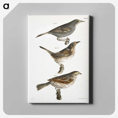 2-85_Zoology-of-New-York_canvas