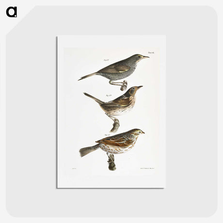 2-85_Zoology-of-New-York_hagaki