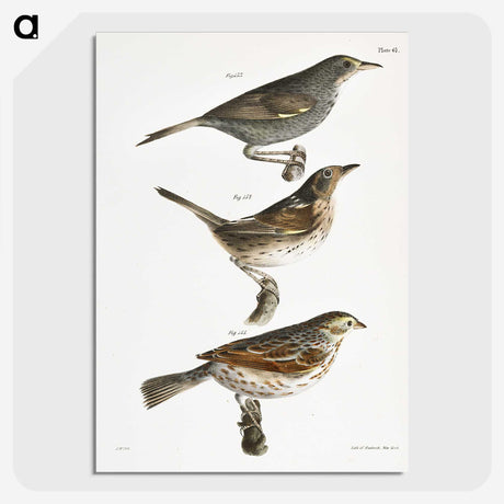 2-85_Zoology-of-New-York_picture-crop