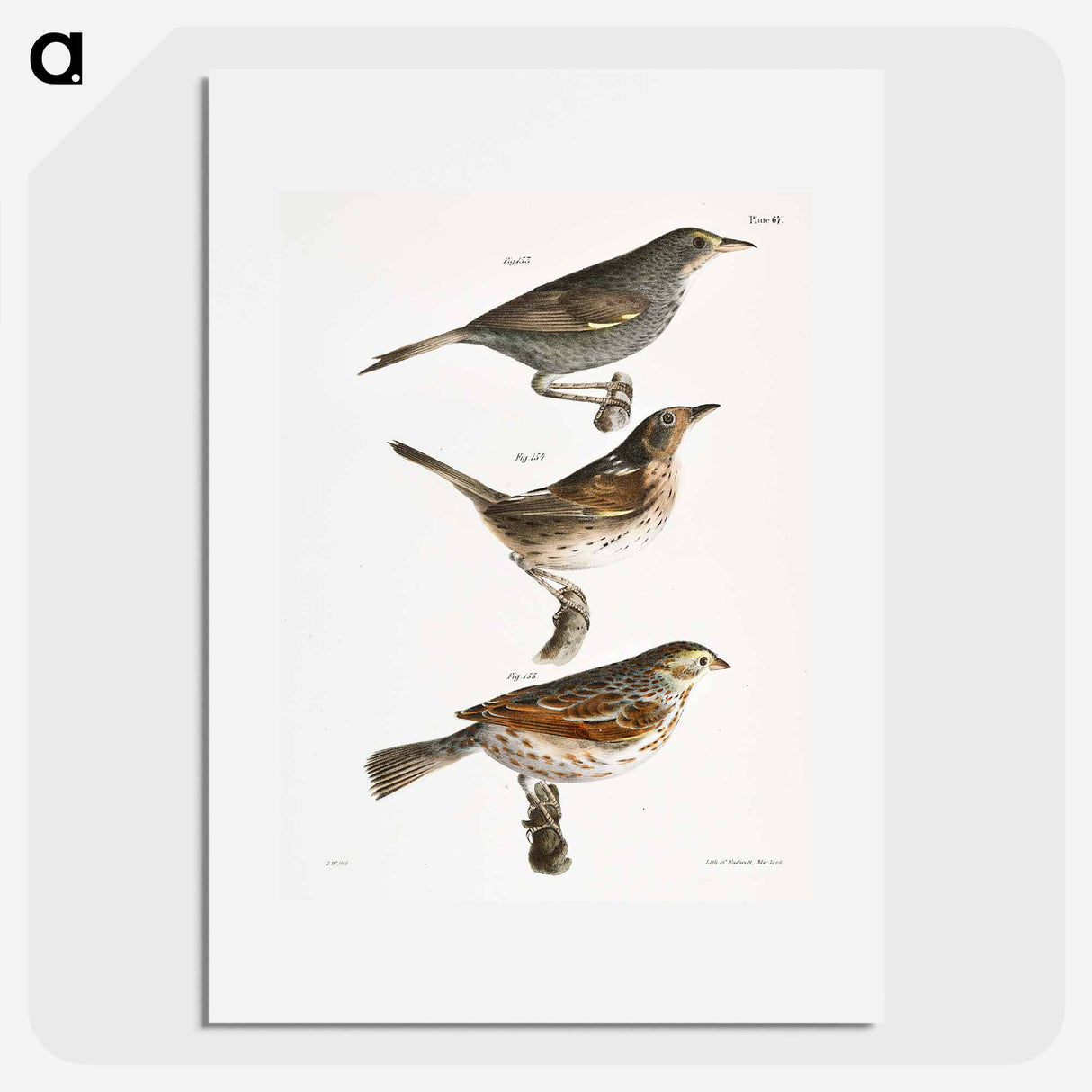 Seaside Finch (Ammodramus maritimus) 154. Quail-head (Ammodramus caudacutus) 155. Savannah Bunting (Emberiza savana) illustration from Zoology of New York by - ニューヨークの動物学 Poster.