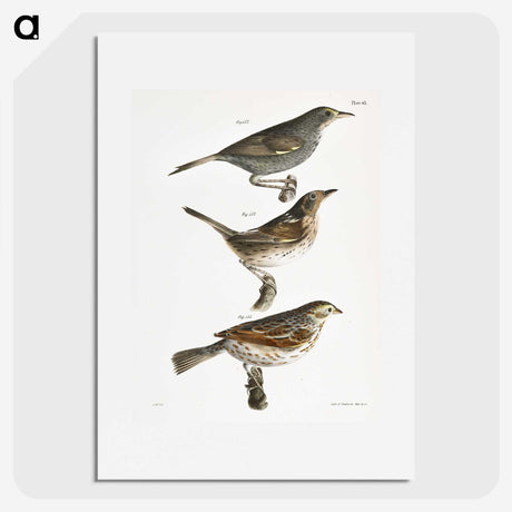 2-85_Zoology-of-New-York_picture