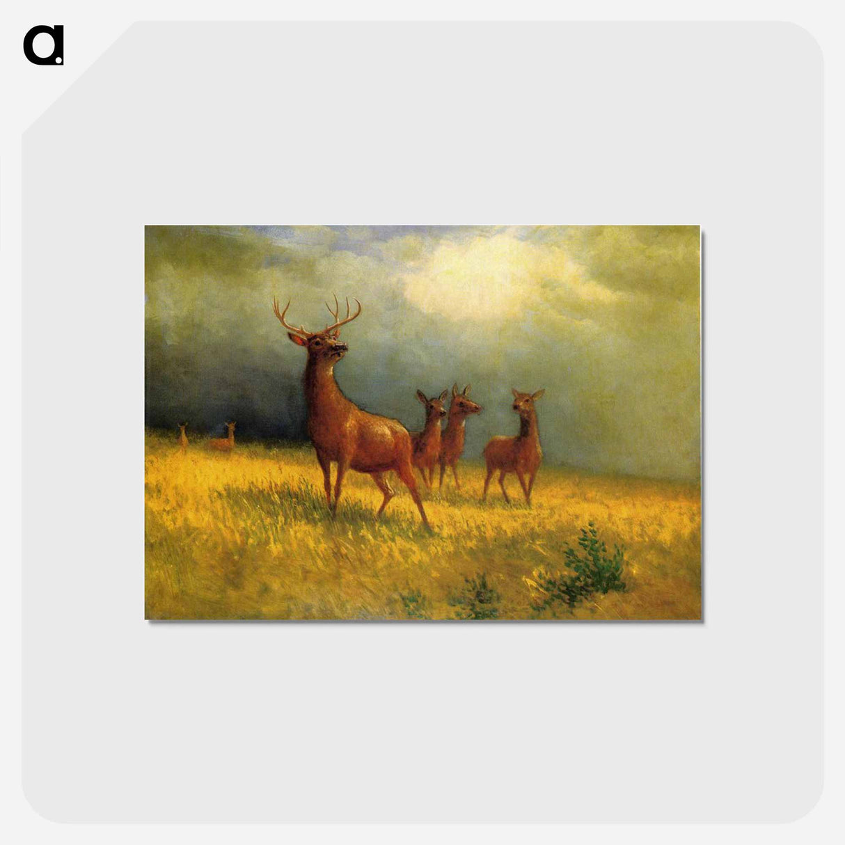 Deer in a Field - アルバート ビアスタット Postcard.