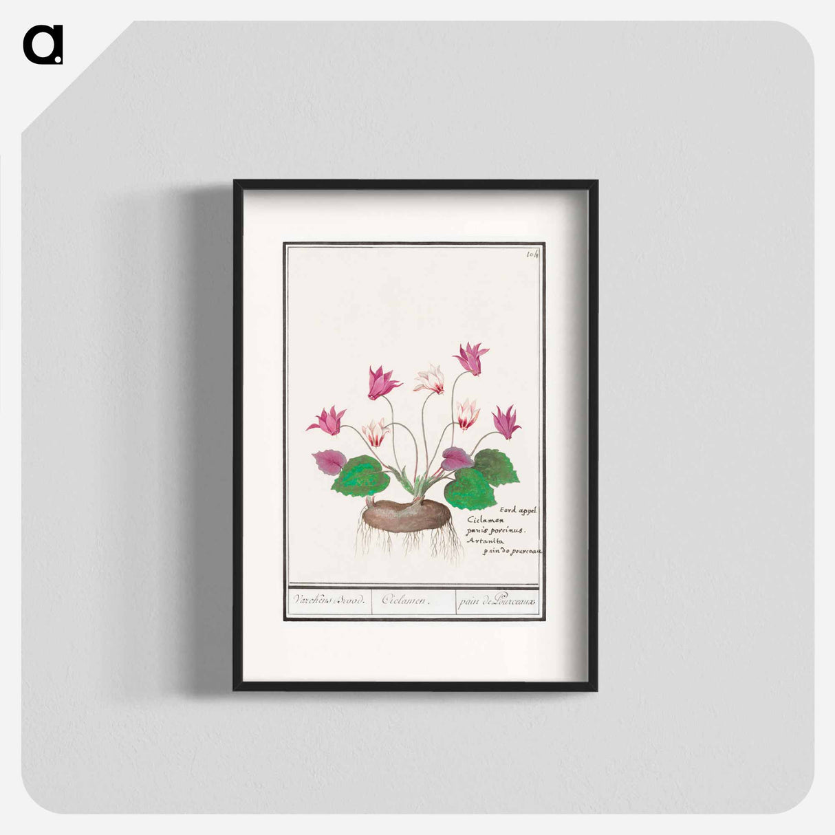 Cyclamen, Cyclamen - アンセルムス ボエティウス デ ブート Poster.