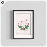 Cyclamen, Cyclamen - アンセルムス ボエティウス デ ブート Poster.