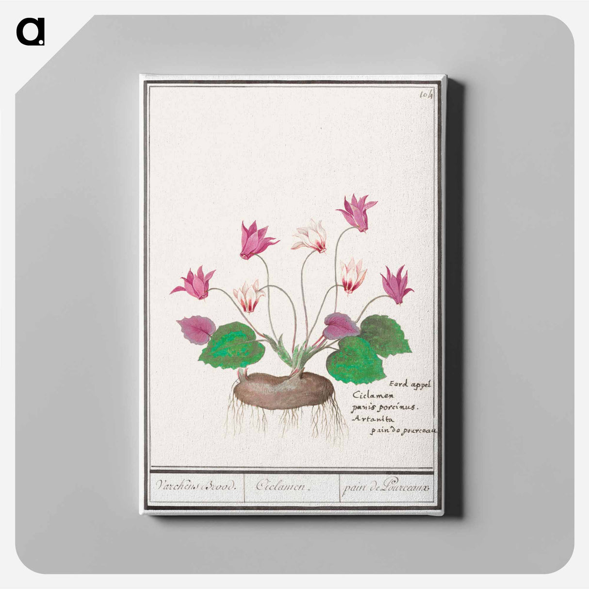 Cyclamen, Cyclamen - アンセルムス ボエティウス デ ブート Canvas.