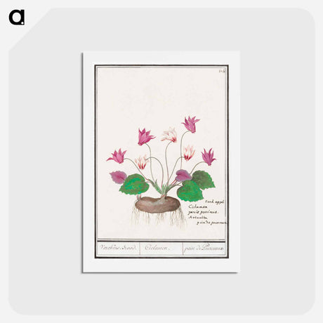 アートポストカード-Cyclamen, Cyclamen - アンセルムス ボエティウス デ ブート Postcard.