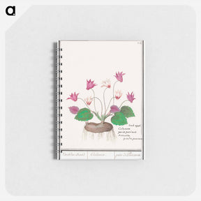 アートメモ帳-Cyclamen, Cyclamen - アンセルムス ボエティウス デ ブート Memo.