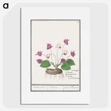 2-86_Anselmus-Boetius-de-Boodt_picture
