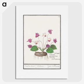 2-86_Anselmus-Boetius-de-Boodt_picture