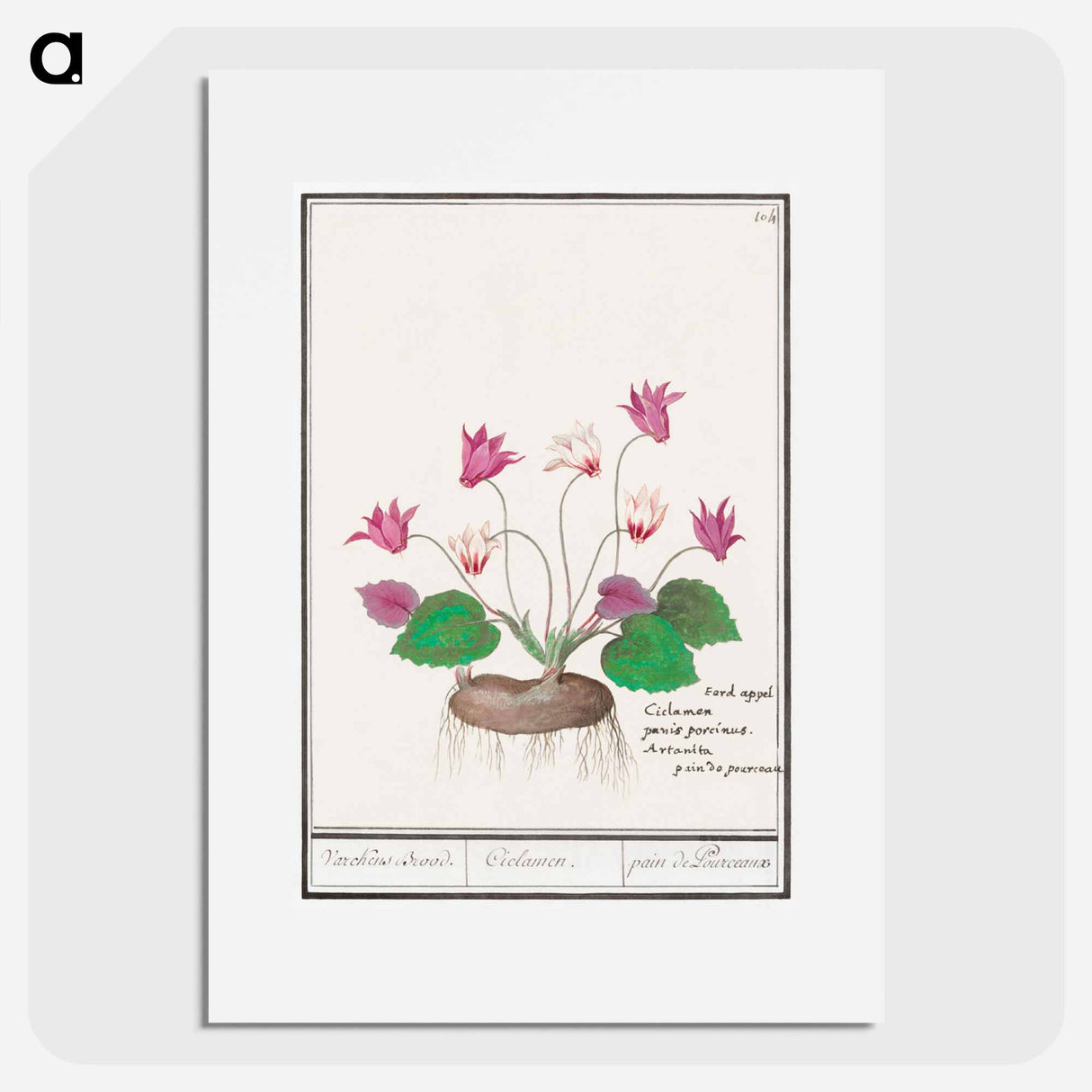 Cyclamen, Cyclamen - アンセルムス ボエティウス デ ブート Poster.