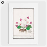 Cyclamen, Cyclamen - アンセルムス ボエティウス デ ブート Poster.