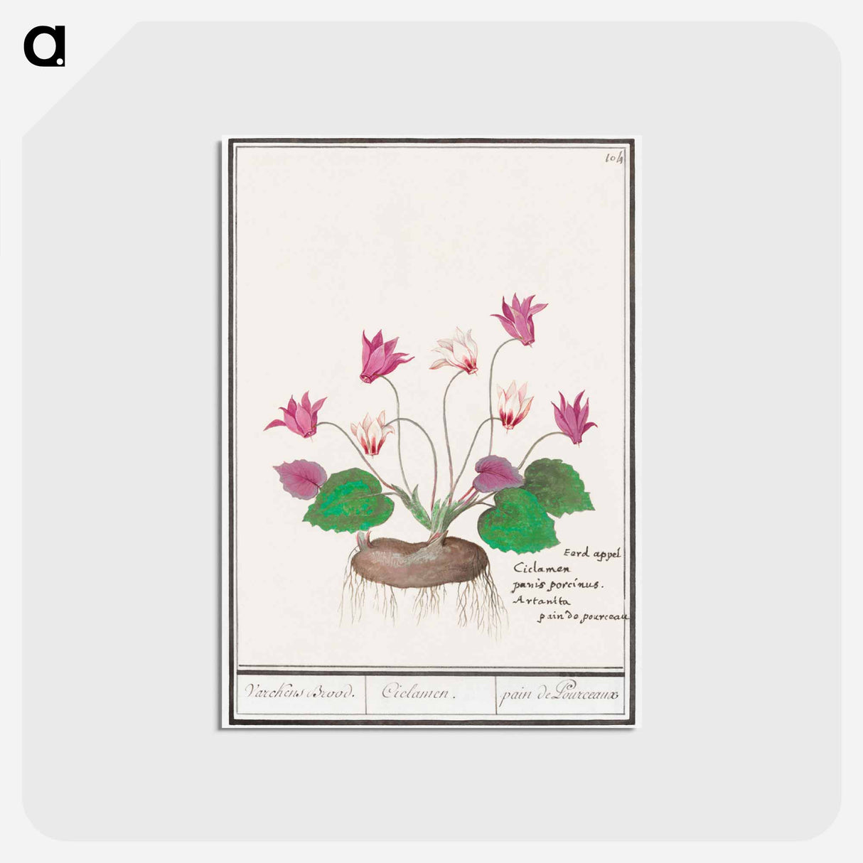 アートポストカード-Cyclamen, Cyclamen - アンセルムス ボエティウス デ ブート Postcard.