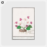 アートポストカード-Cyclamen, Cyclamen - アンセルムス ボエティウス デ ブート Postcard.