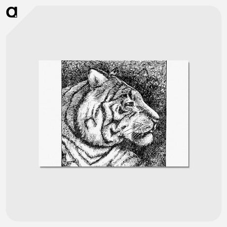 アートポストカード-Tiger's Side Face Portrait
 - 大英図書館 Postcard.