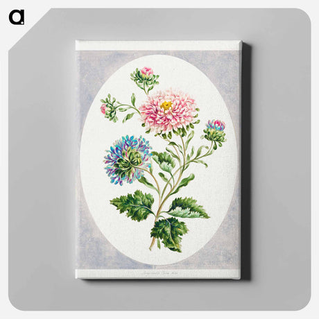 アートパネル-Large Double China Aster
 - クリーブランド美術館 Canvas.
