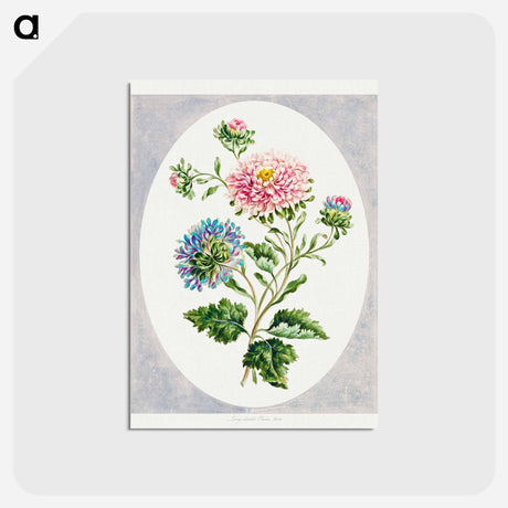 アートポストカード-Large Double China Aster
 - クリーブランド美術館 Postcard.