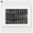 2-86_Eadweard-Muybridge_picture