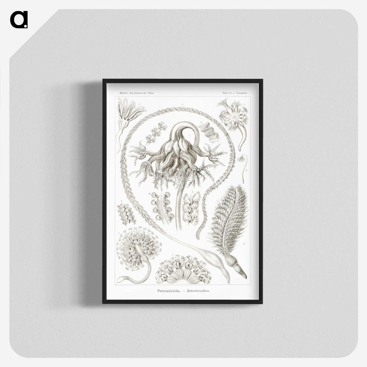 2-86_Ernst-Haeckel_blk-crop