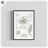 2-86_Ernst-Haeckel_blk-crop