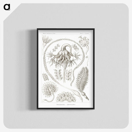 2-86_Ernst-Haeckel_blk-crop