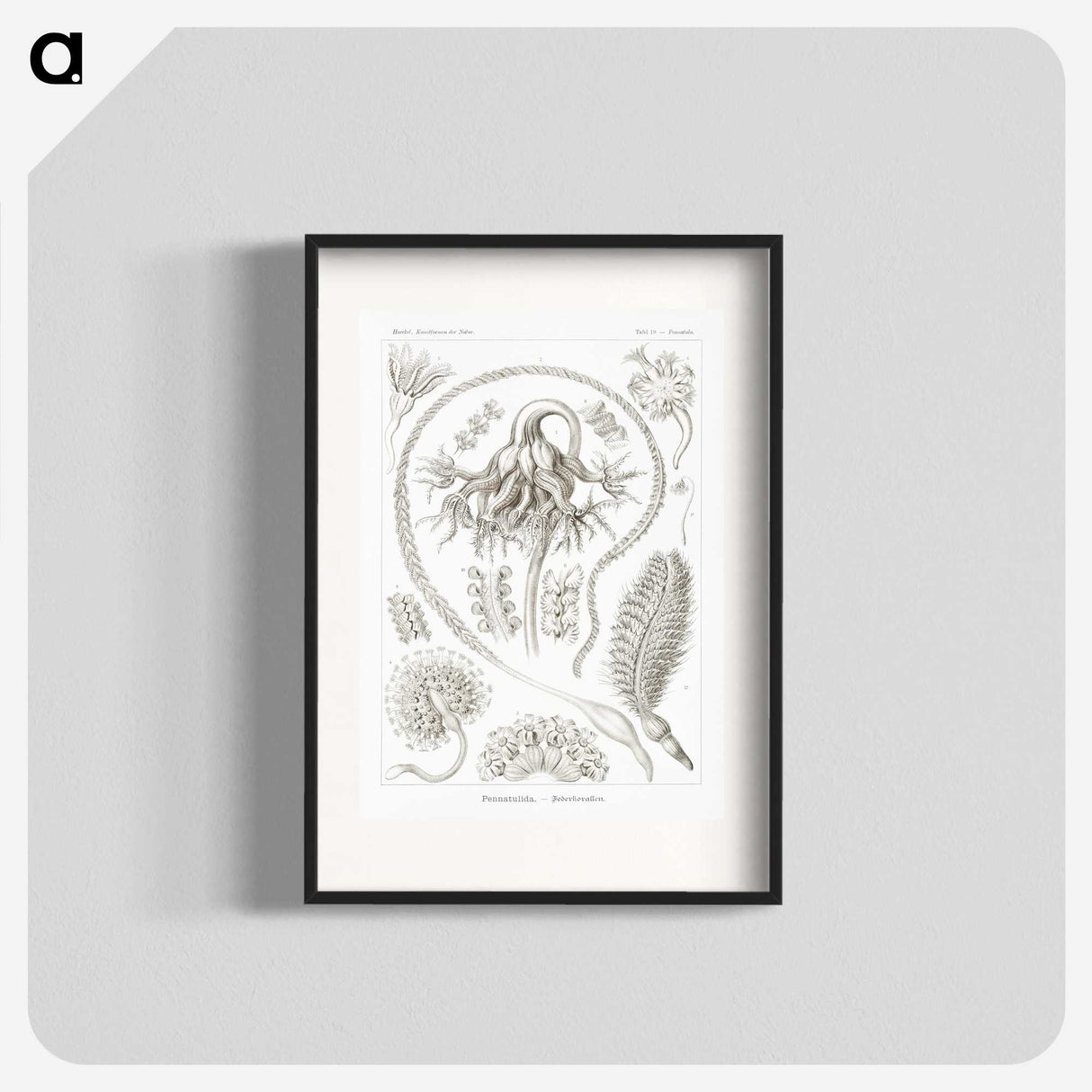 2-86_Ernst-Haeckel_blk