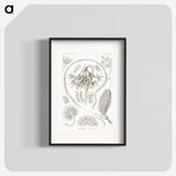 2-86_Ernst-Haeckel_blk