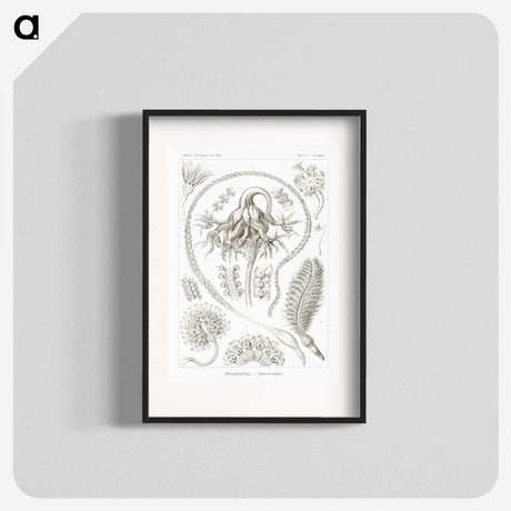 2-86_Ernst-Haeckel_blk
