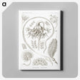 2-86_Ernst-Haeckel_canvas