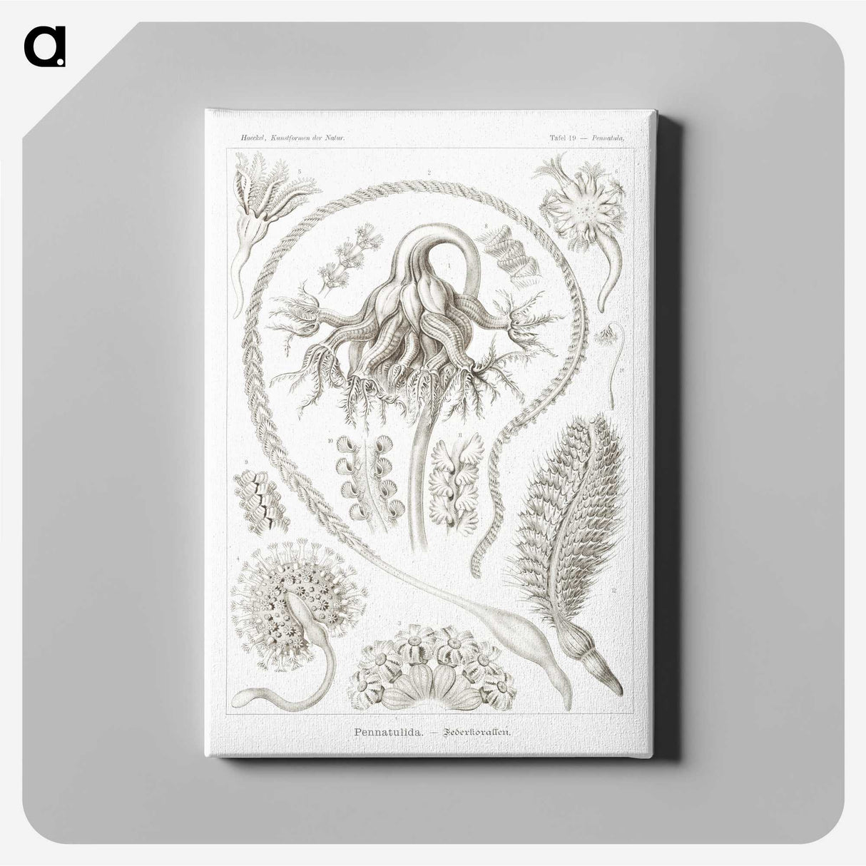 2-86_Ernst-Haeckel_canvas