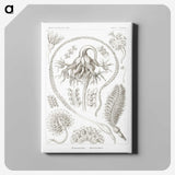 2-86_Ernst-Haeckel_canvas
