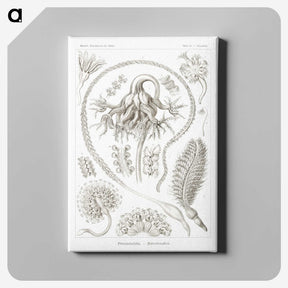2-86_Ernst-Haeckel_canvas