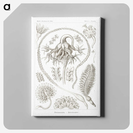 2-86_Ernst-Haeckel_canvas