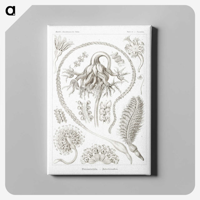 2-86_Ernst-Haeckel_canvas