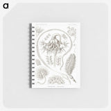 2-86_Ernst-Haeckel_memo