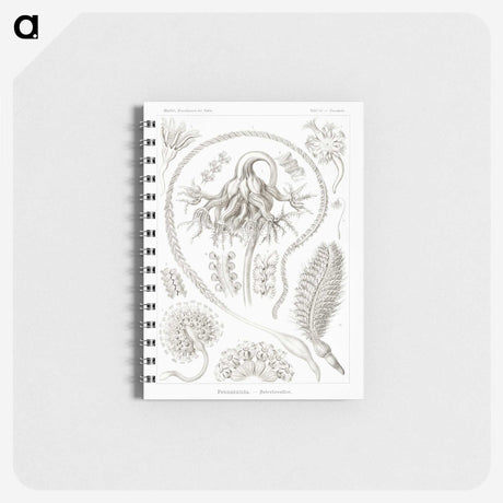 2-86_Ernst-Haeckel_memo