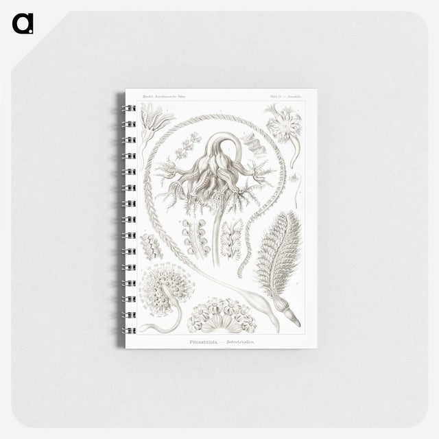 2-86_Ernst-Haeckel_memo
