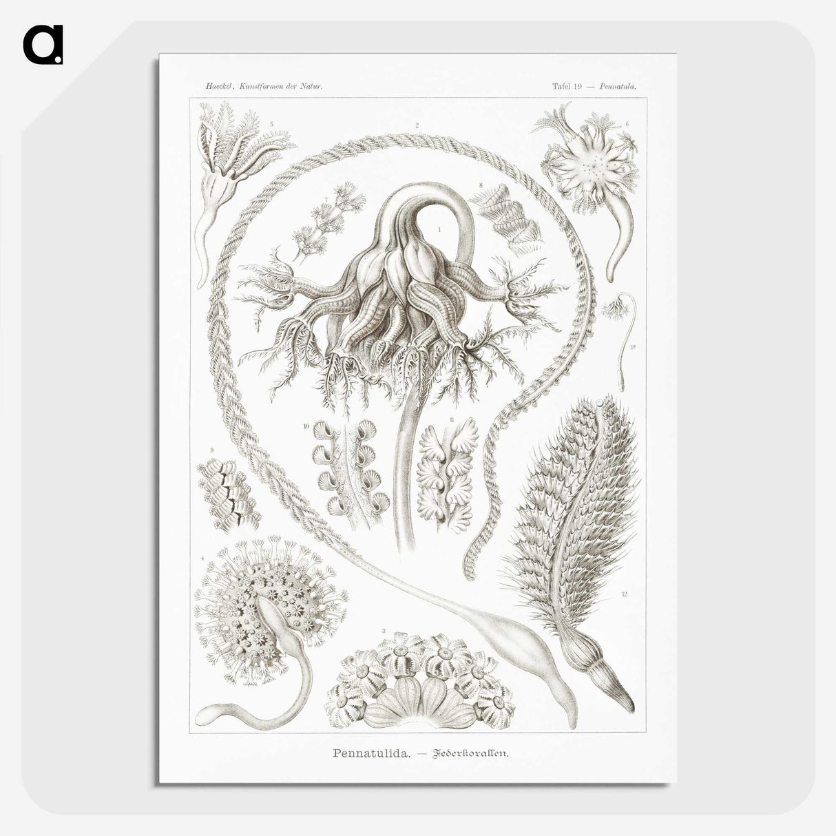 2-86_Ernst-Haeckel_picture-crop