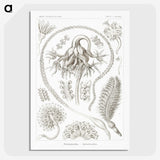2-86_Ernst-Haeckel_picture-crop