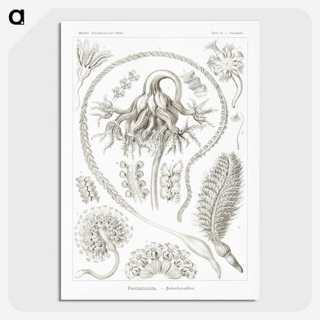 2-86_Ernst-Haeckel_picture-crop