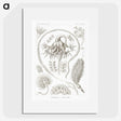 2-86_Ernst-Haeckel_picture