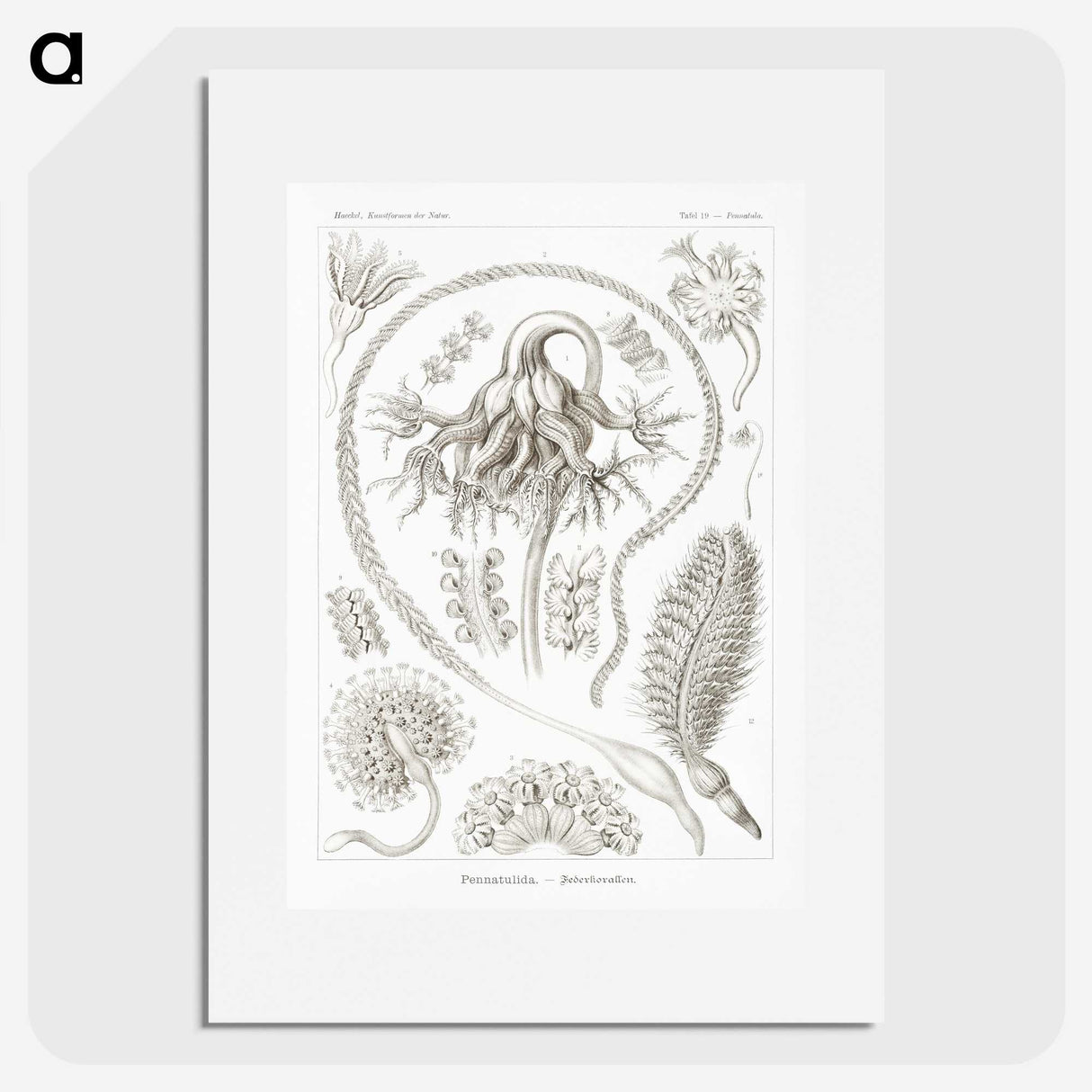 2-86_Ernst-Haeckel_picture