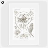 2-86_Ernst-Haeckel_picture