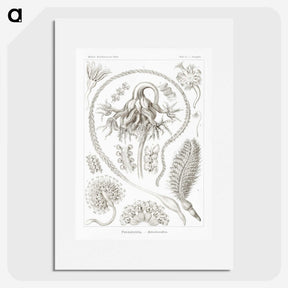 2-86_Ernst-Haeckel_picture