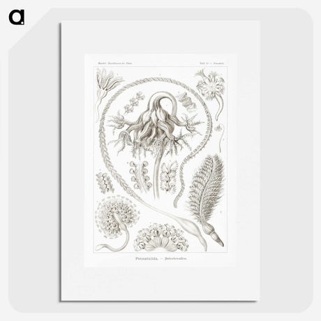 2-86_Ernst-Haeckel_picture