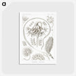 2-86_Ernst-Haeckel_postcard
