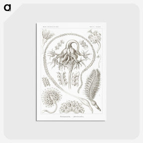 2-86_Ernst-Haeckel_postcard