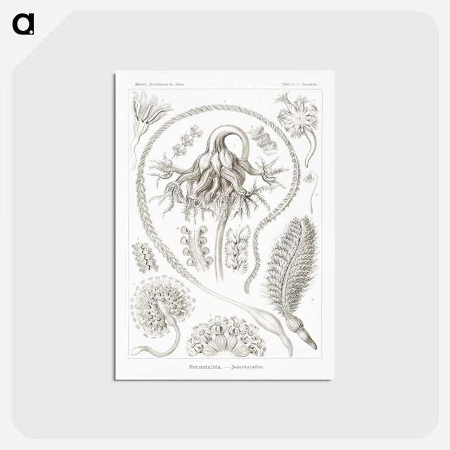 2-86_Ernst-Haeckel_postcard