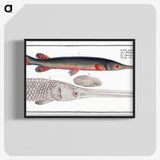 2-86_Ichtyologie-ou-Histoire-naturelle_blk-crop